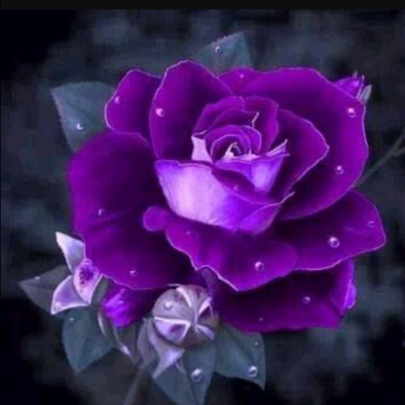 Meet your Posher, Chens - Picture 1 of 1